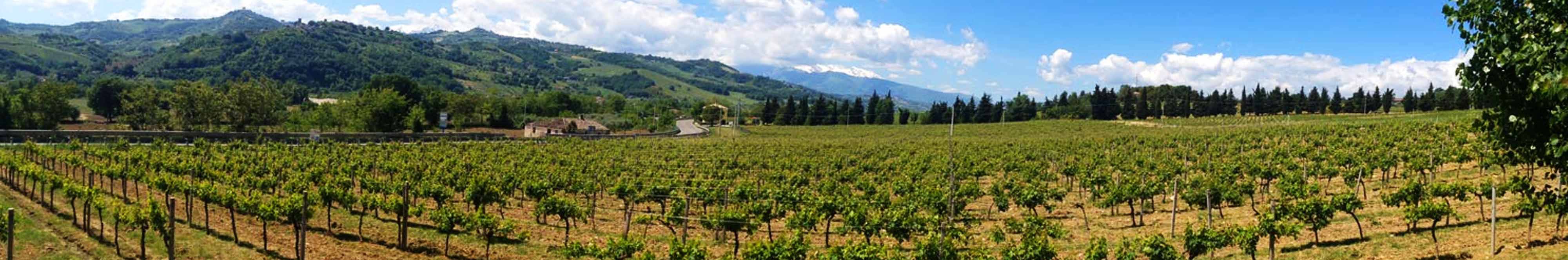 Rượu Vang Abruzzo