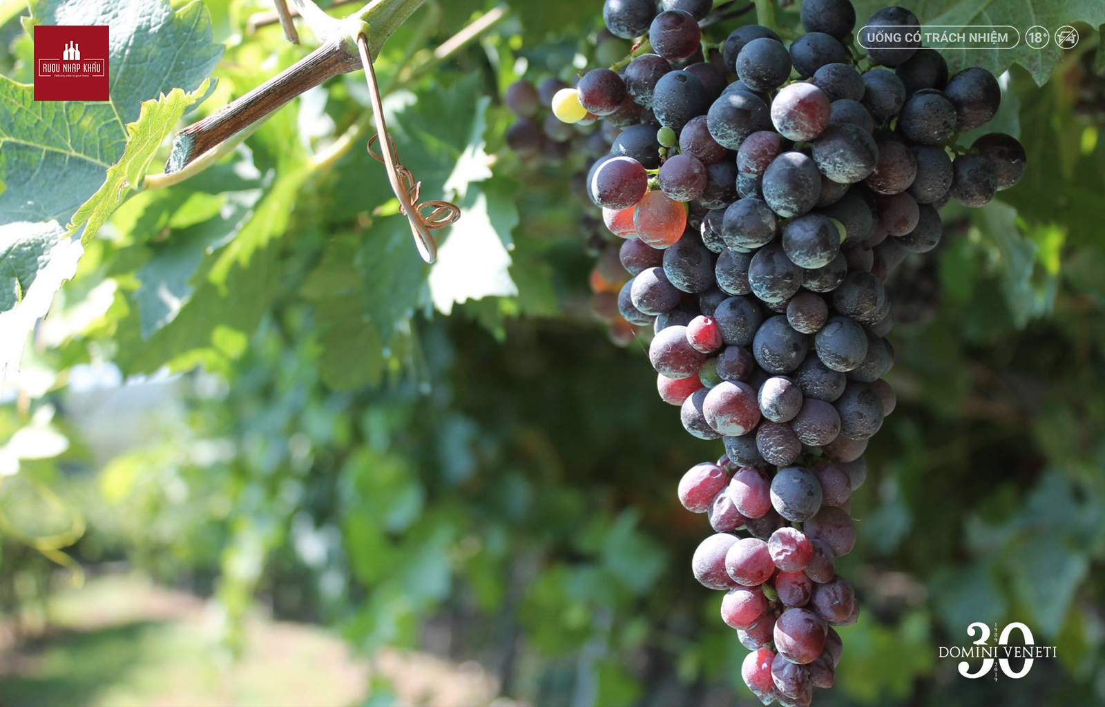 Bộ sưu tập vang Ý đẳng cấp Amarone Collection Castelrotto Mazzurega Monte San Rocco Villa 2