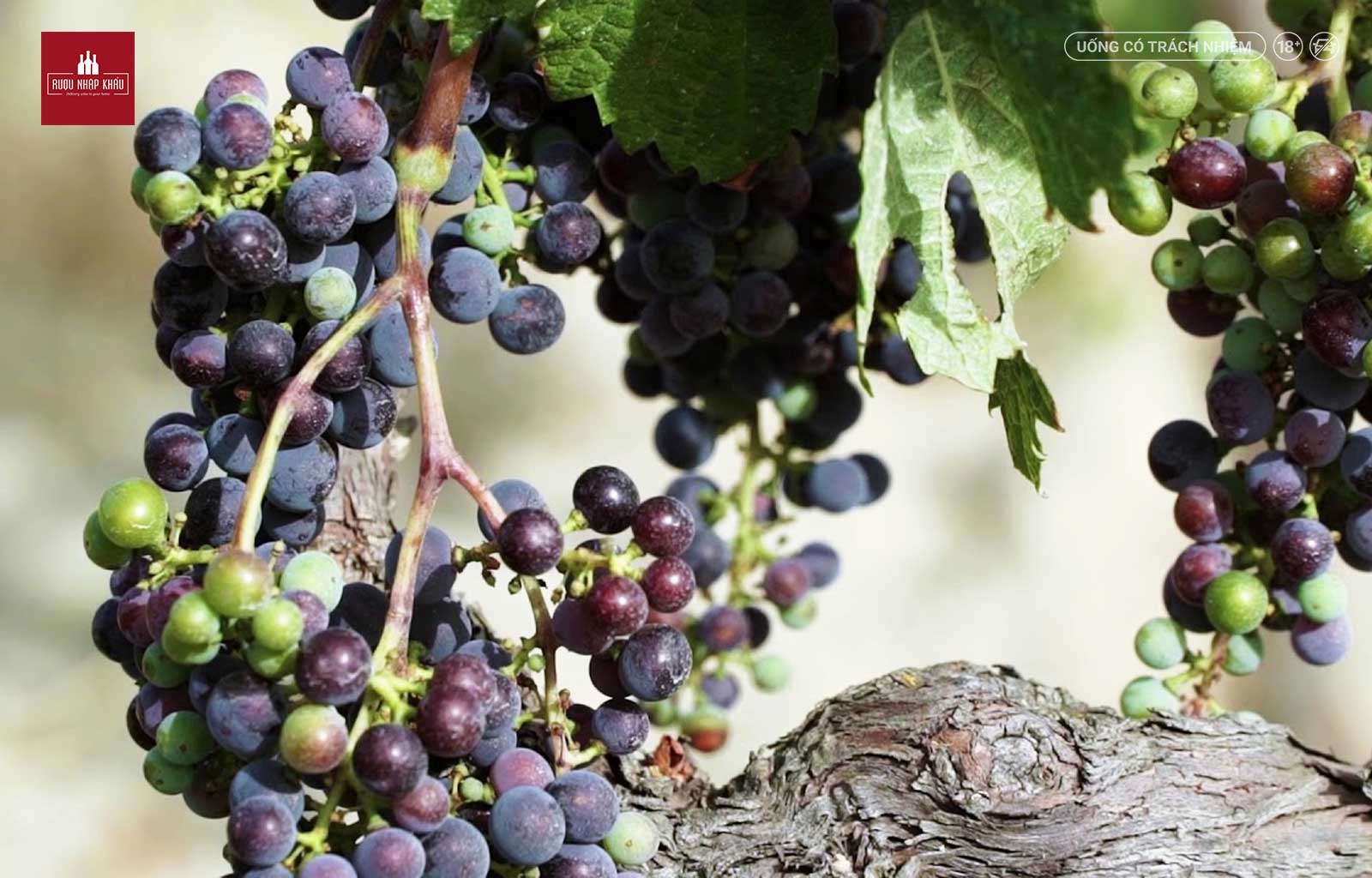 Castelgiocondo Brunello Di Montalcino, rượu vang đỏ chất lượng đến từ Ý 2