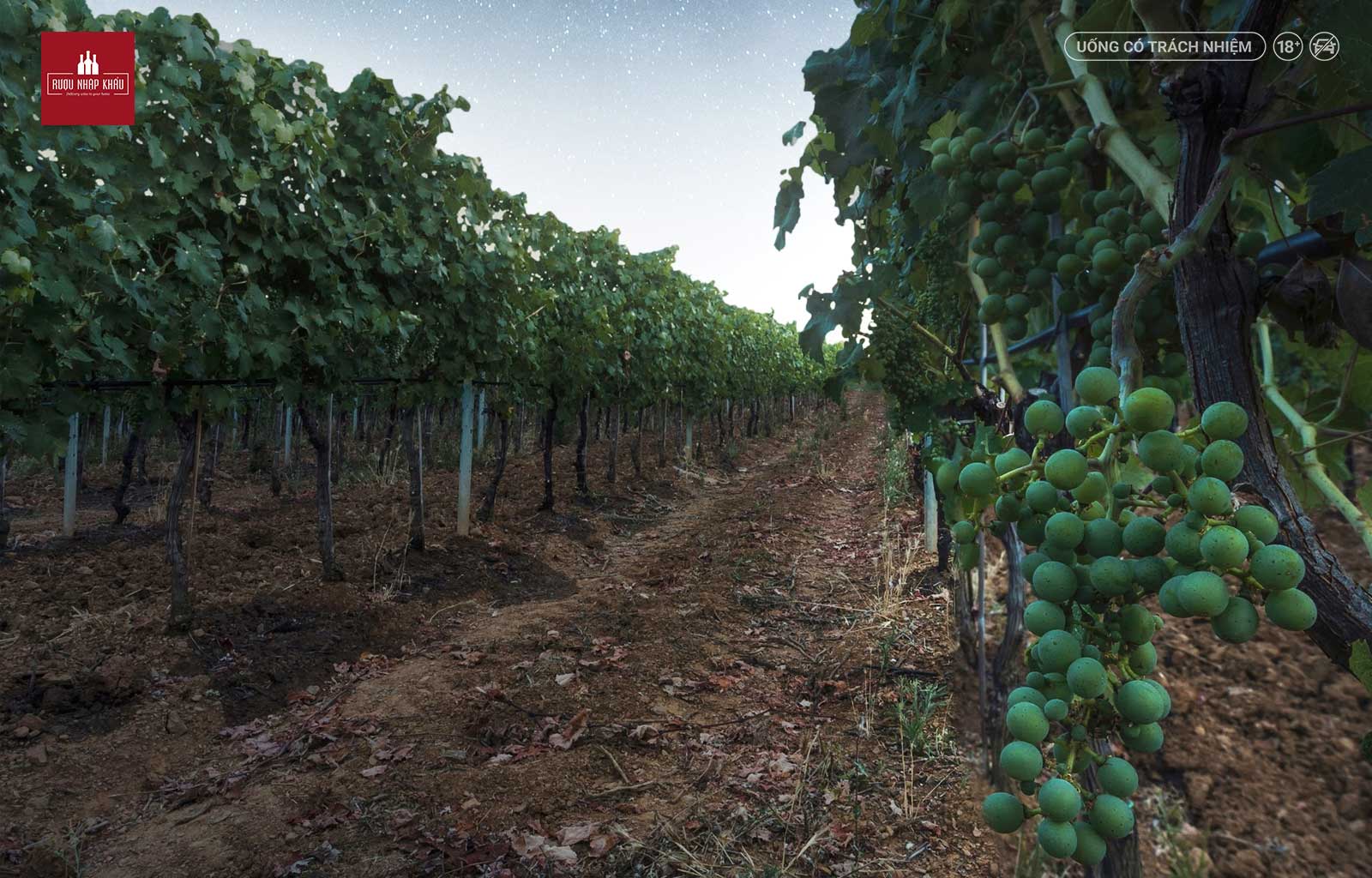 Chai rượu vang trắng thanh lịch vùng Tuscany - Vivia Maremma 1