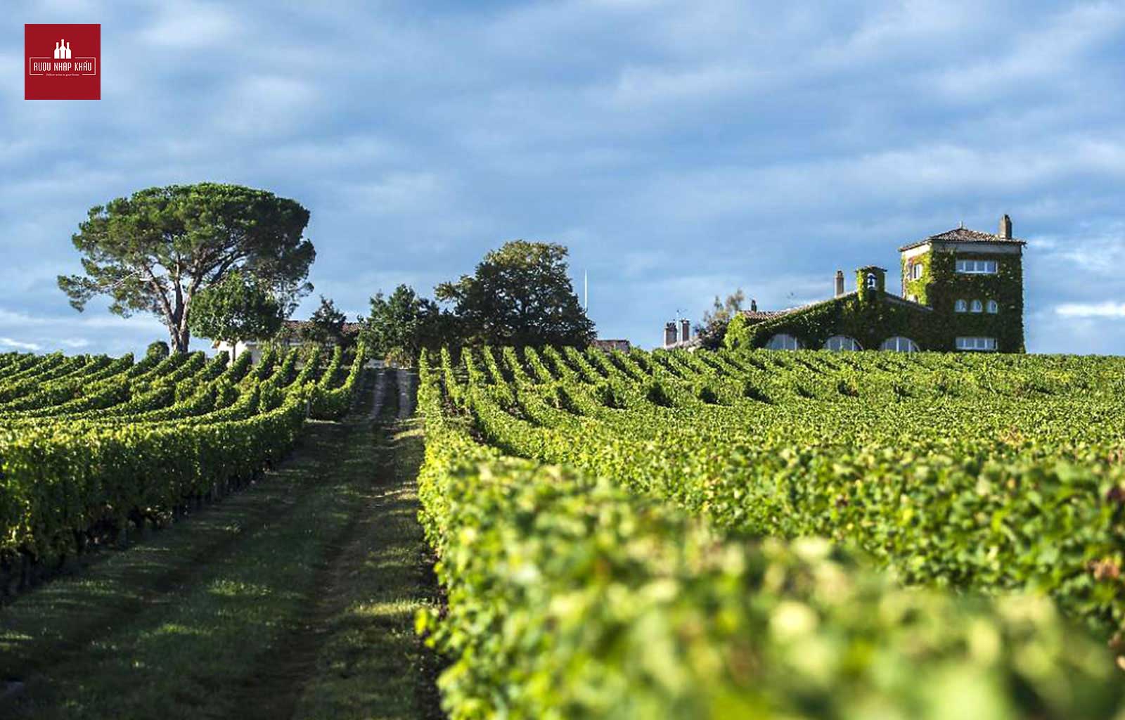 Chateau Rieussec - Món quà tặng ý nghĩa dịp lễ 1