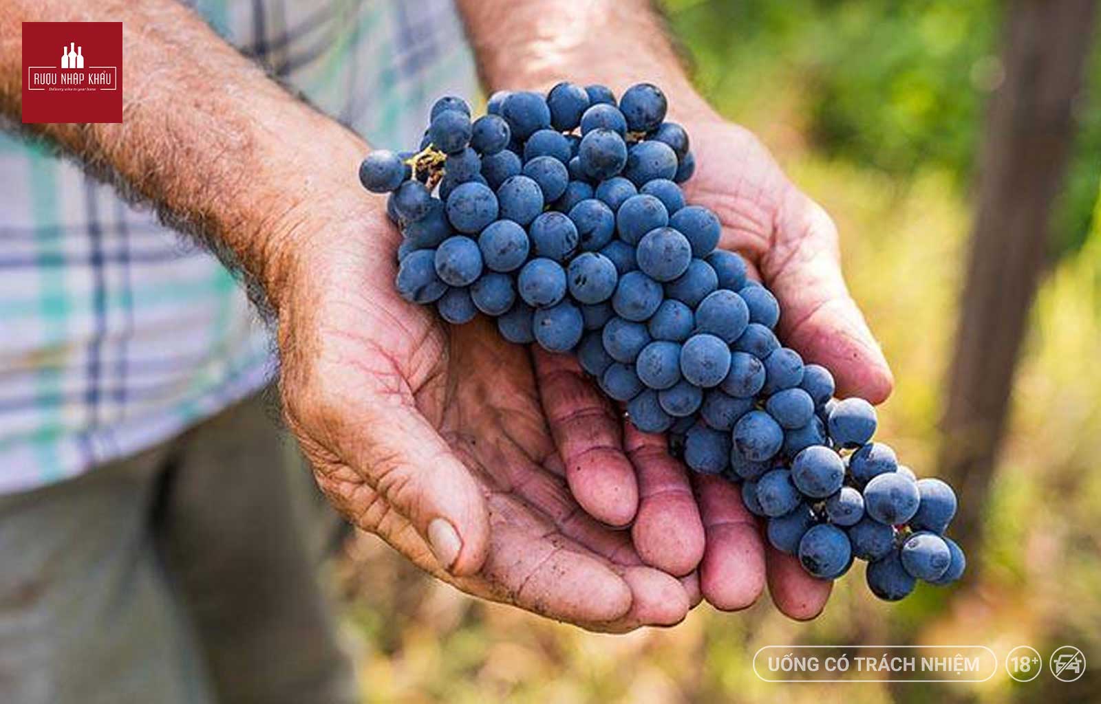 Địa chỉ mua rượu vang Ý Cantina Vierre Vino Rosso D'italia chính hãng 1