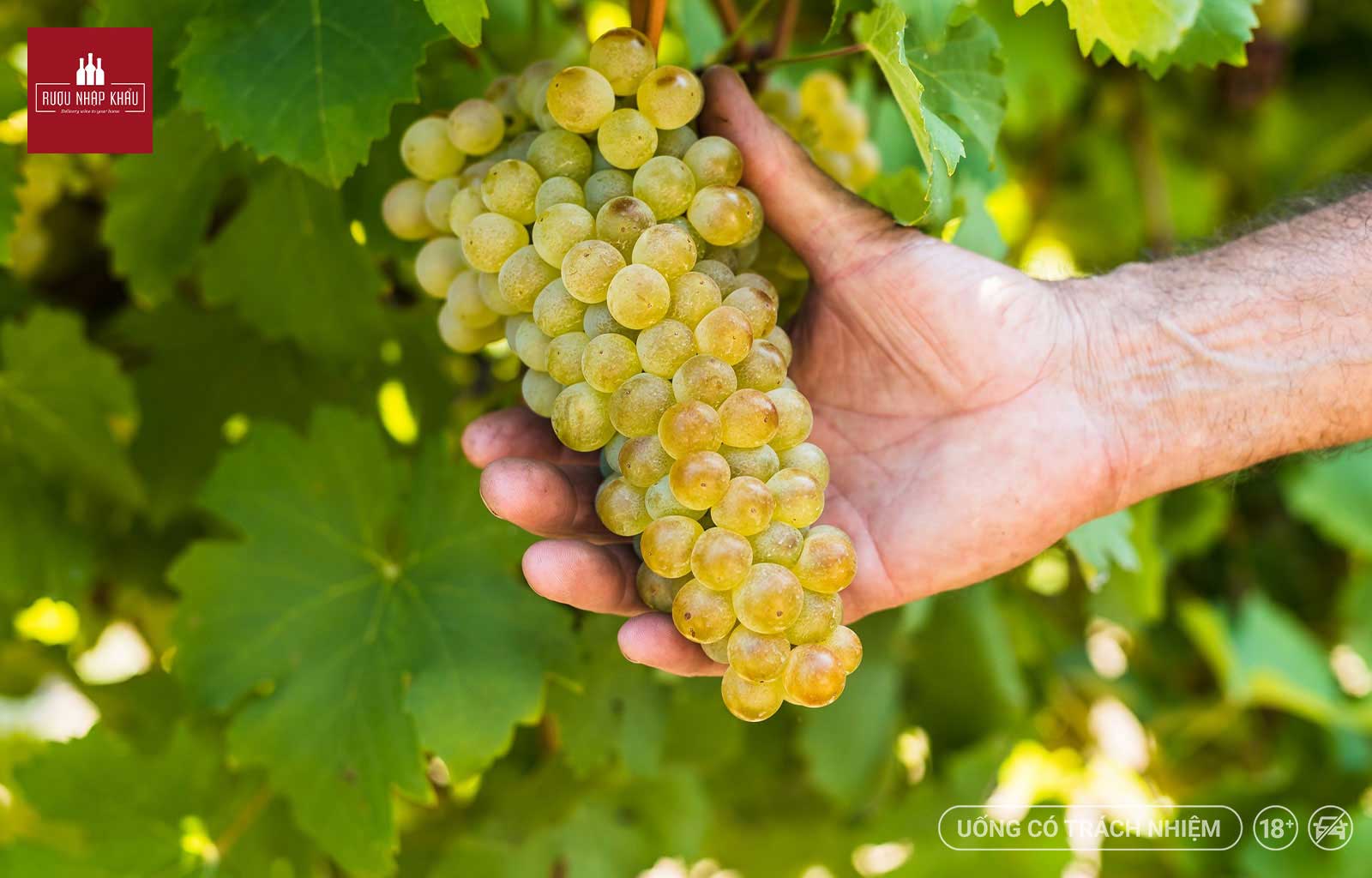 Địa chỉ mua rượu vang Ý Tavernello Vino Bianco D’Italia chính hãng giá tốt 2