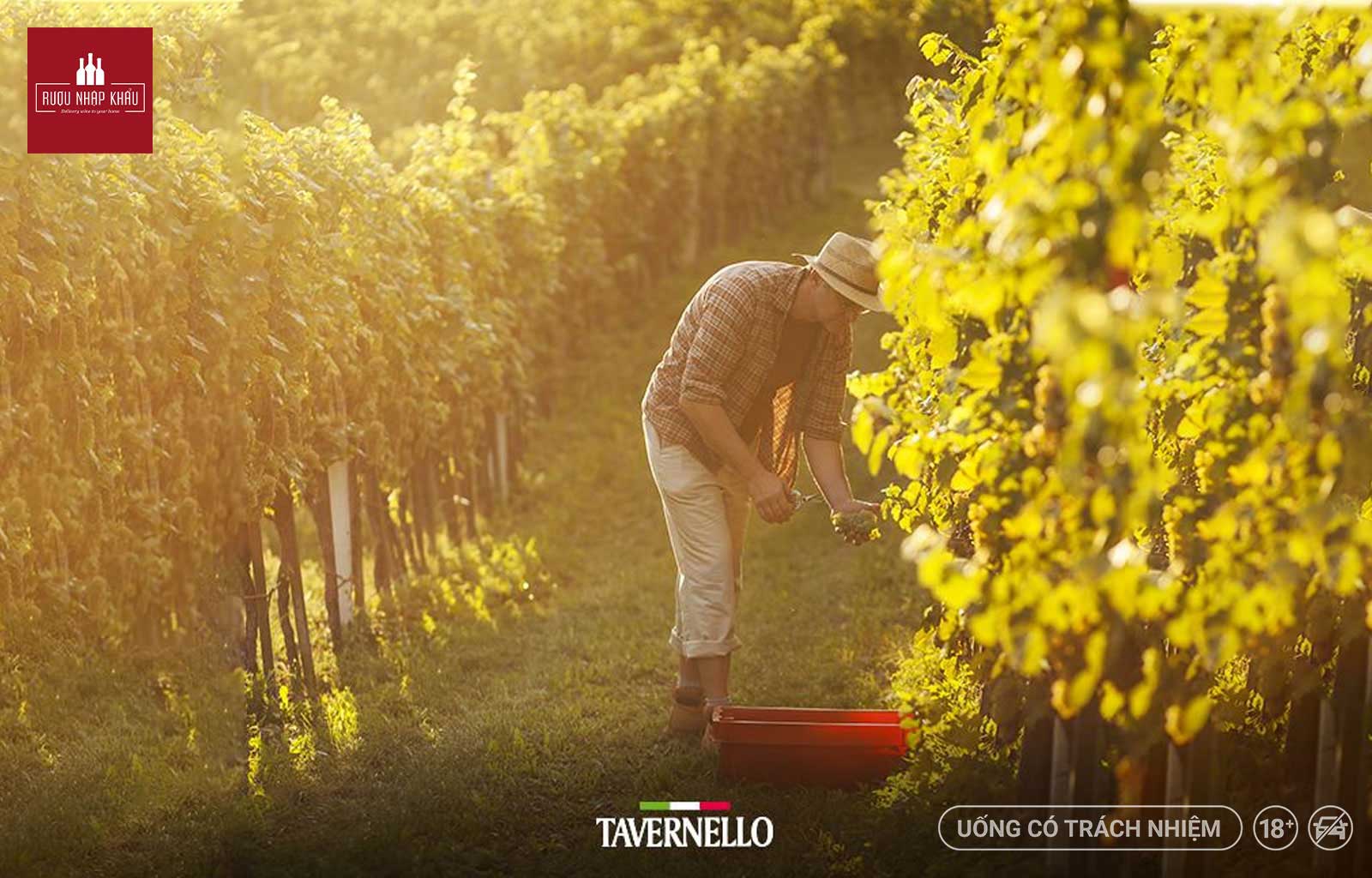 Giá rượu vang hồng Ý Tavernello Sangiovese Rosato có đắt không? 1