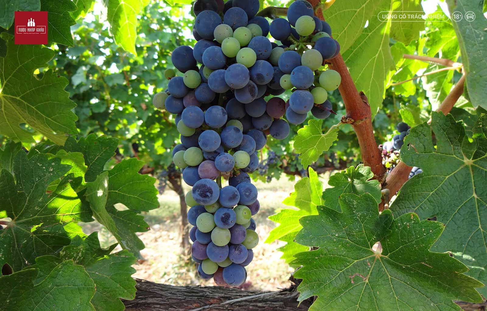 Hương vị khó cưỡng của rượu vang Ý Remole Toscana Rosso 1