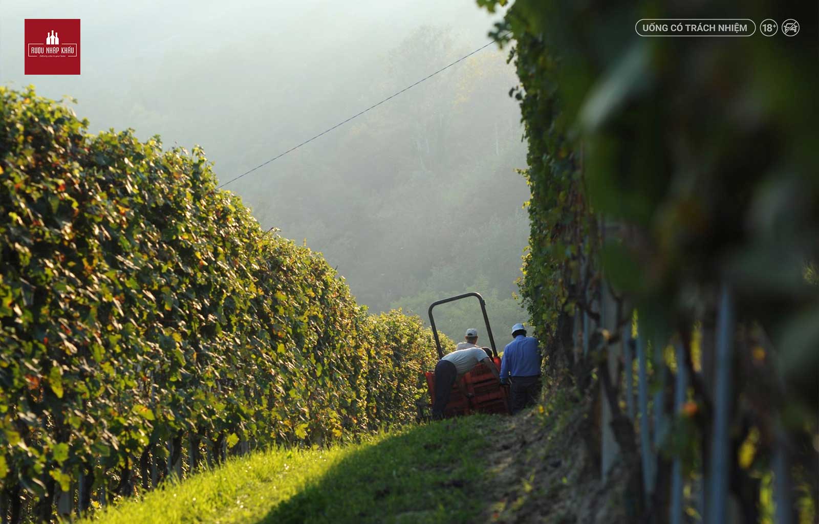 Khám phá giống nho tạo nên rượu vang Ý Pelissero Piani Barbera D'Alba thanh lịch 1