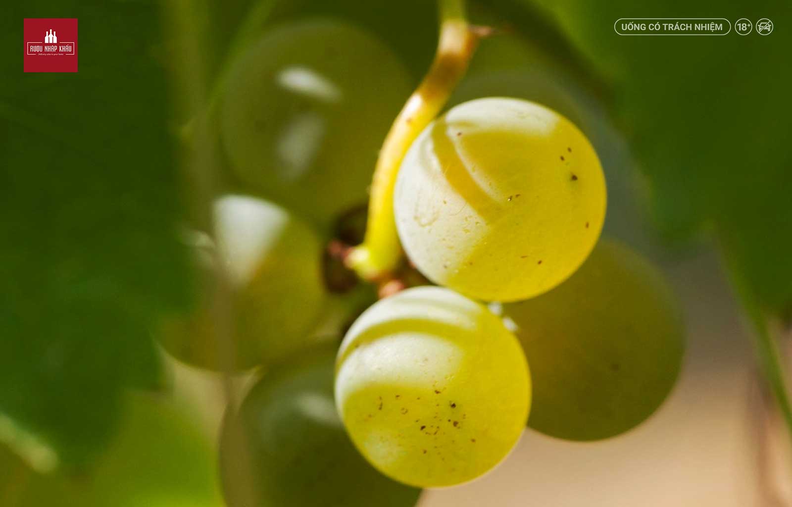 Khám phá giống nho Pinot Grigio qua rượu vang trắng Attems Pinot Grigio 1