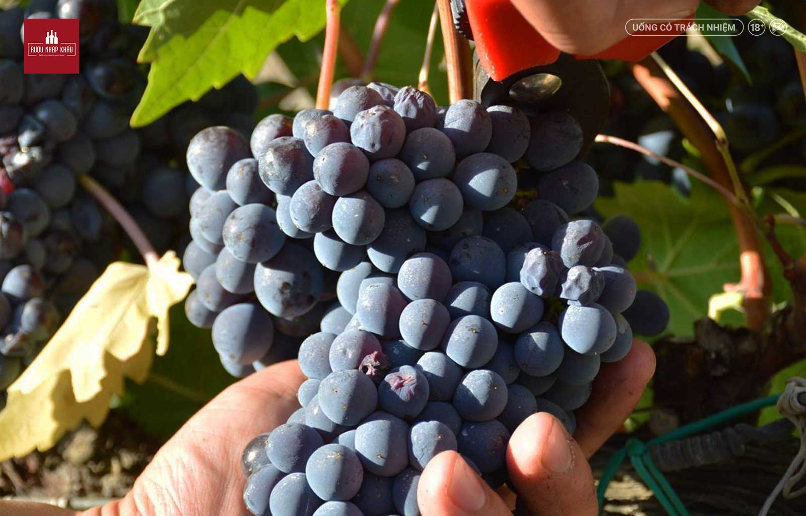 Khám phá giống nho Sangiovese qua rượu vang đỏ Rosso di Montalcino 1