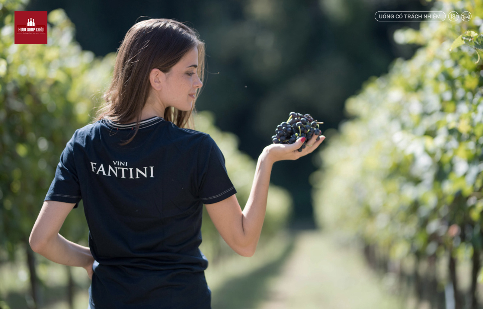 Khám phá giống nho tạo nên rượu vang Ý Luccarelli Primitivo 1