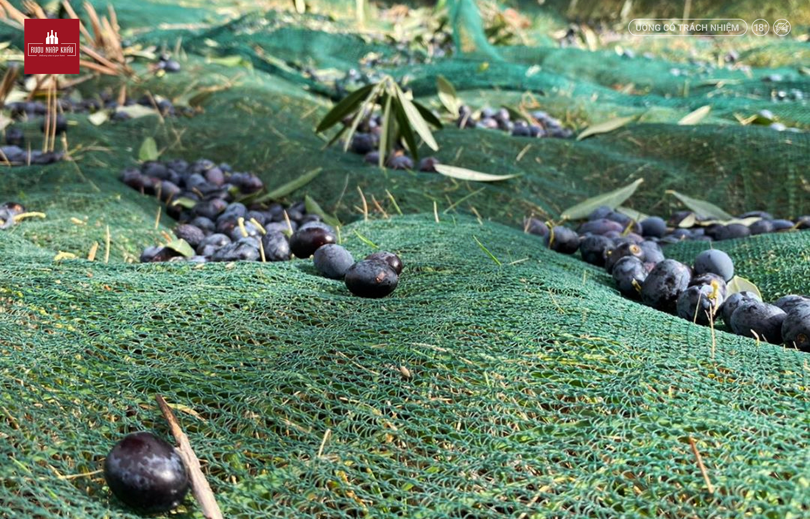 Khám phá quy trình sản xuất chai vang đỏ Ciù Ciù Piceno Bacchus 1