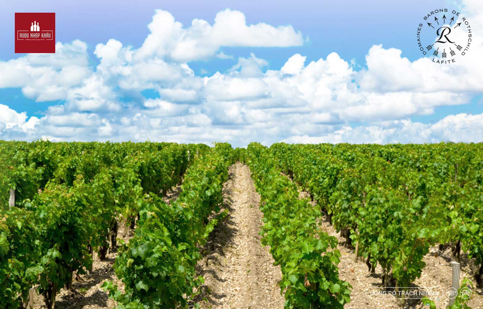 Mọi Điều Bạn Cần Biết Về Château Lafite Rothschild – Ngôi Sao Sáng Của Rượu Vang Pháp 1