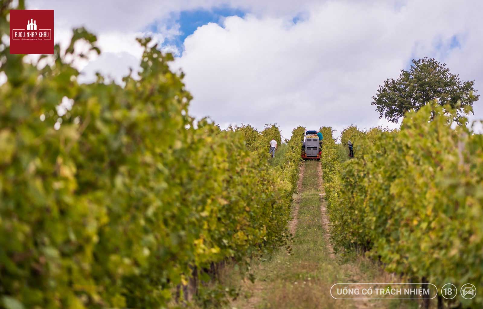 Mua rượu vang Ý Tavernello Montepulciano D'Abruzzo chính hãng giá tốt ở đâu 1