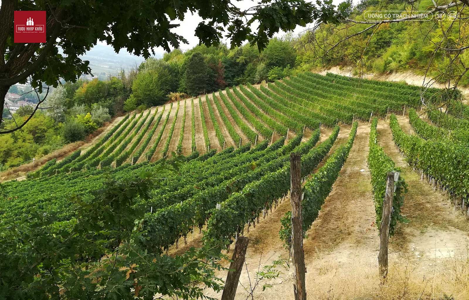 Nguồn gốc của rượu vang đỏ Sandrone Valmaggiore Nebbiolo d'Alba 1