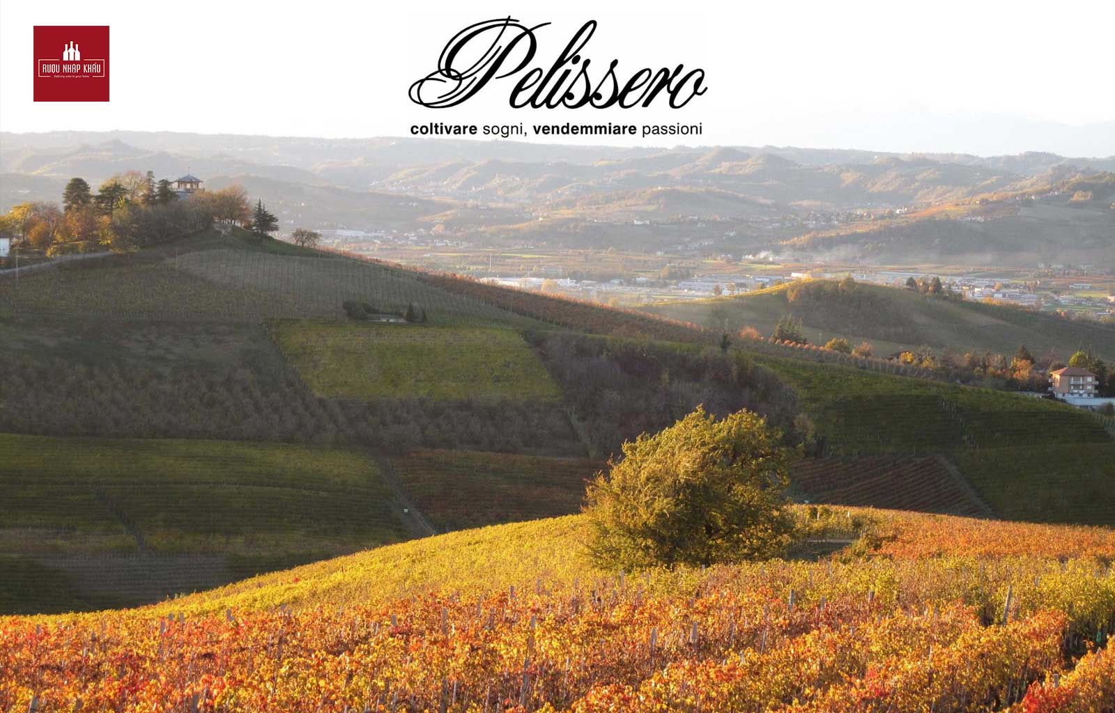 Nguồn gốc của rượu vang Ý Pelissero Rigadin, Langhe DOC 1