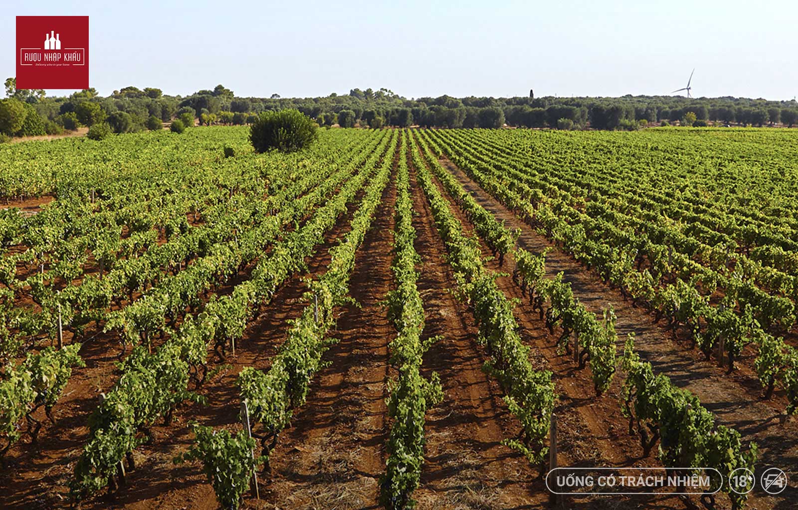 Những hương vị đặc trưng của rượu vang Ý M Merlot nhà San Marzano 1