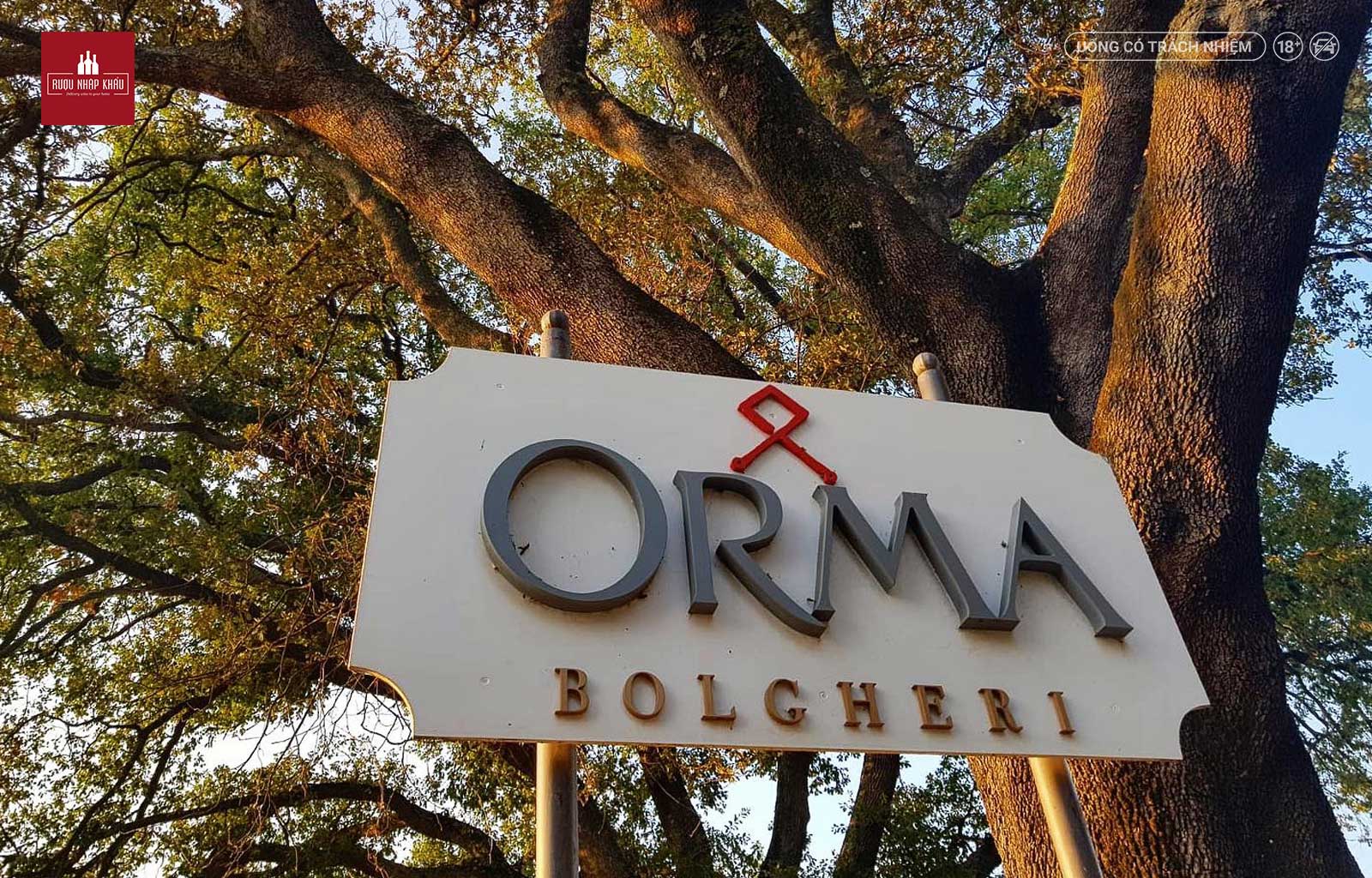 Orma - chai rượu vang Super Tuscan đẳng cấp thế giới 2