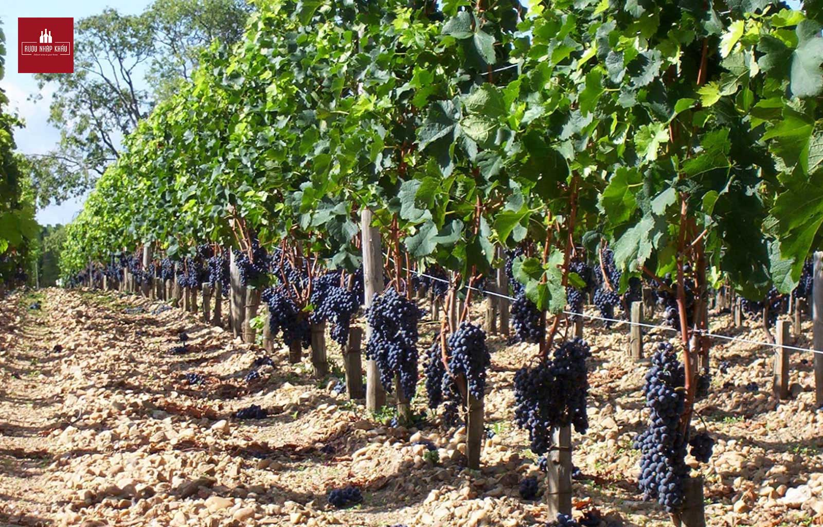 Rượu vang đỏ Chateau La Fleur-Pétrus nên mua ở đâu? 1