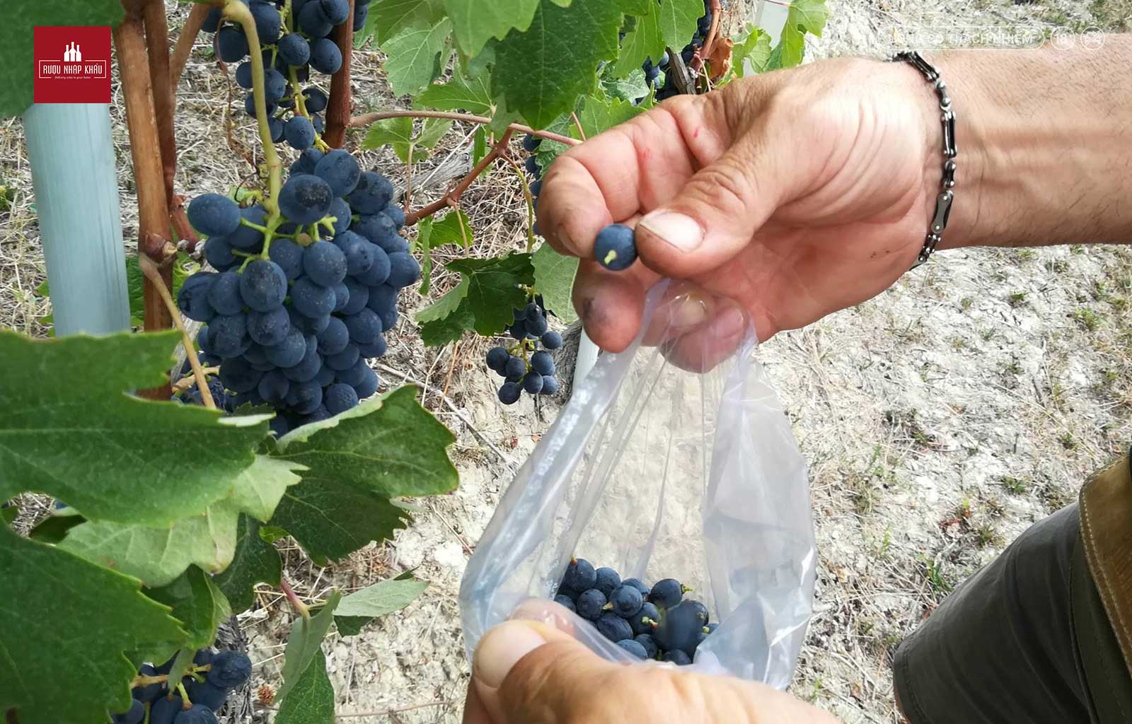 Rượu vang hảo hạng Sandrone Barolo Le Vigne được làm ra như thế nào 1
