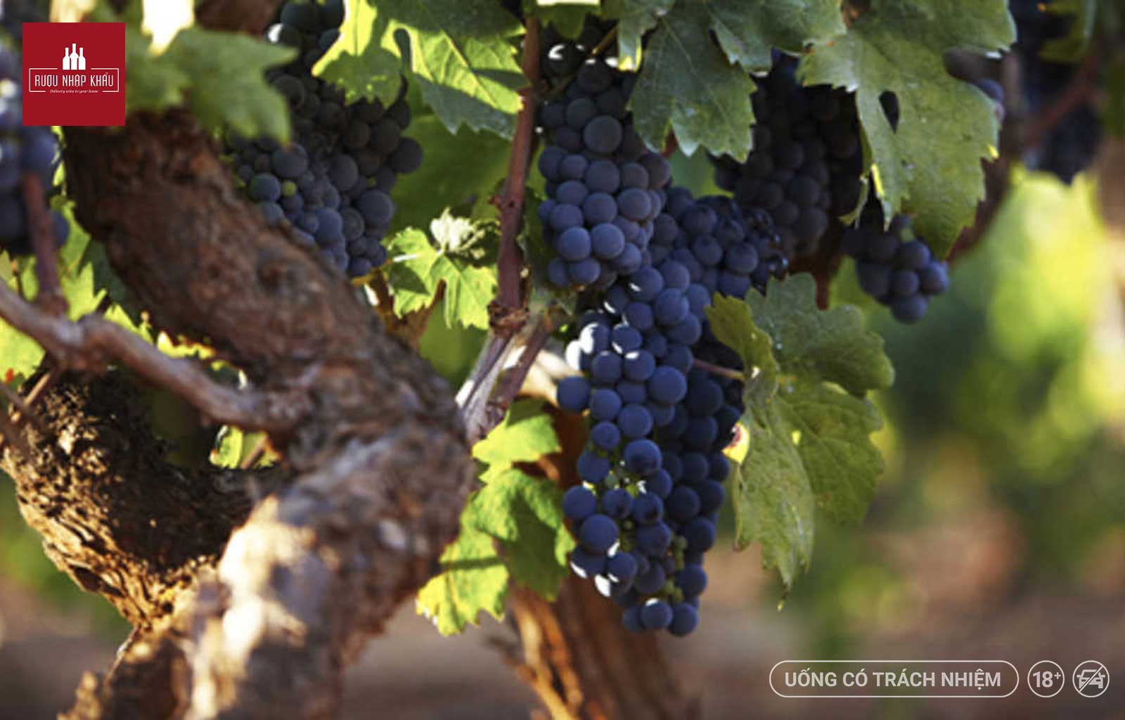 Rượu vang Ý 60 Sesantanni Primitivo & hương vị tuyệt vời từ nho Primitivo 1