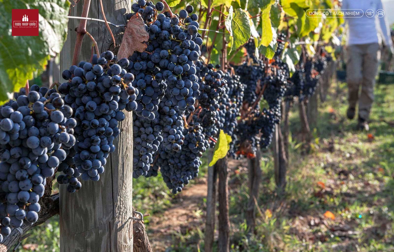 Rượu vang Ý Ornellaia Bolgheri Superiore - món quà tặng cao cấp 3