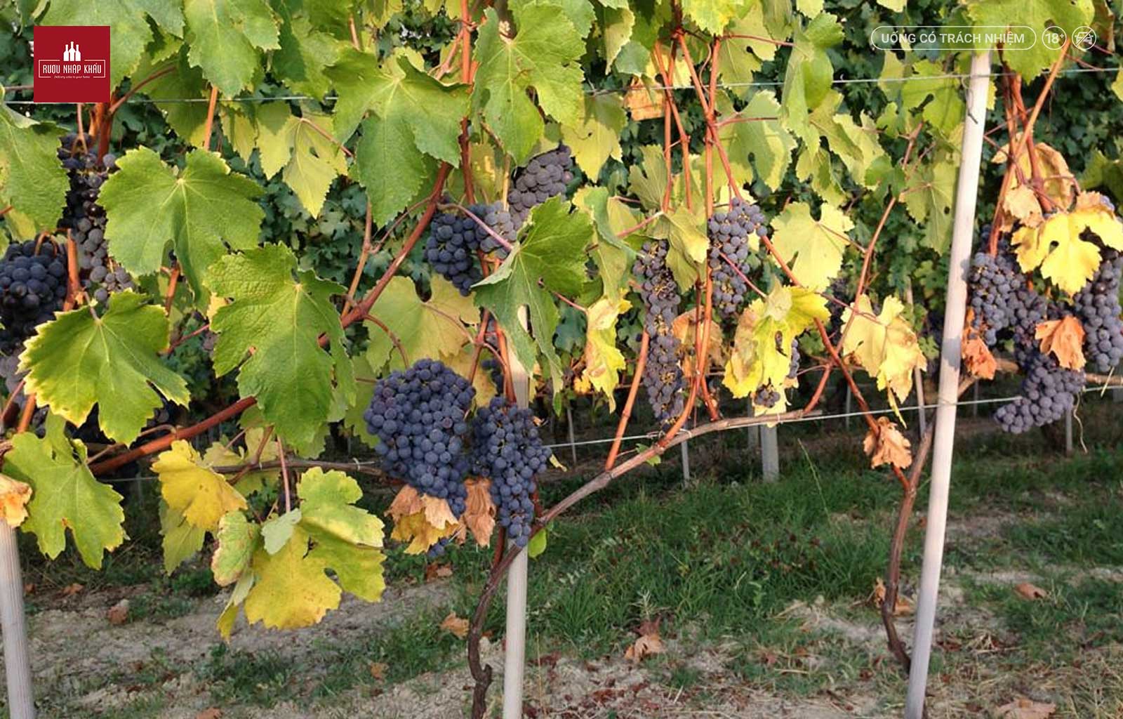 Rượu vang Ý Produttori Del Barbaresco Pora chất lượng giá tốt 1