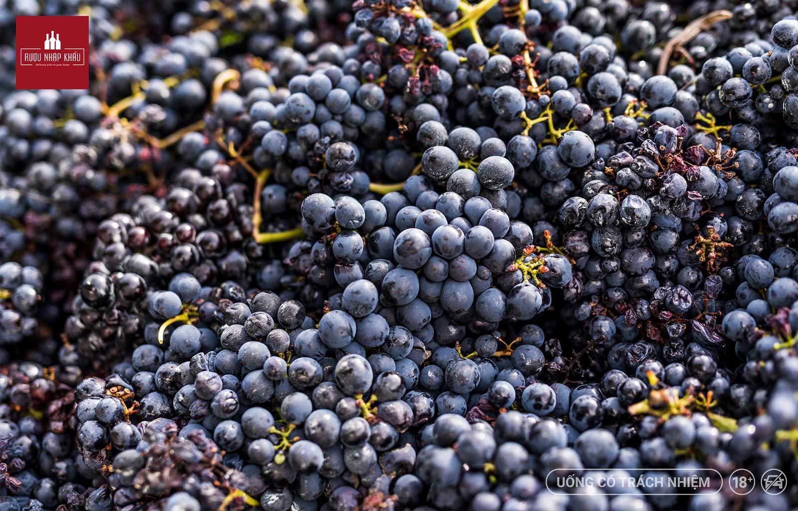 So sánh 2 dòng rượu vang Ý Tini Vino Rosso và Tavernello Vino Rosso 1