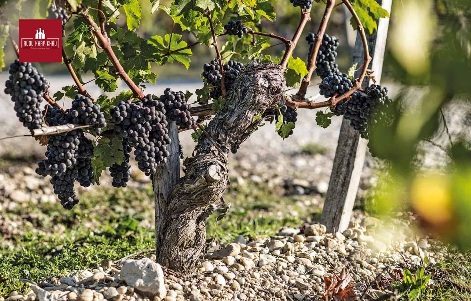 Ảnh: Nho và cây nho Cabernet Sauvignon