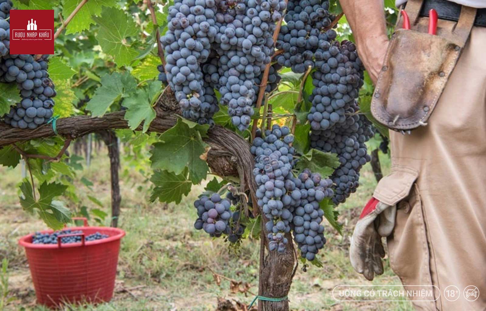 Tavernello Sangiovese Rubicone và top 3 chai rượu vang Ý giá rẻ, chất lượng nhất trên thị trường 1