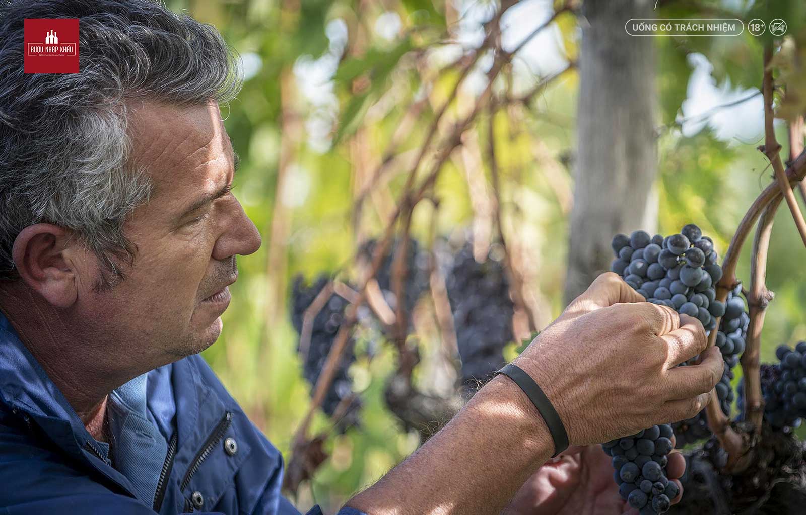 Tenuta Nuova Brunello Di Montalcino, chai rượu vang Ý thơm ngon hảo hạng 1