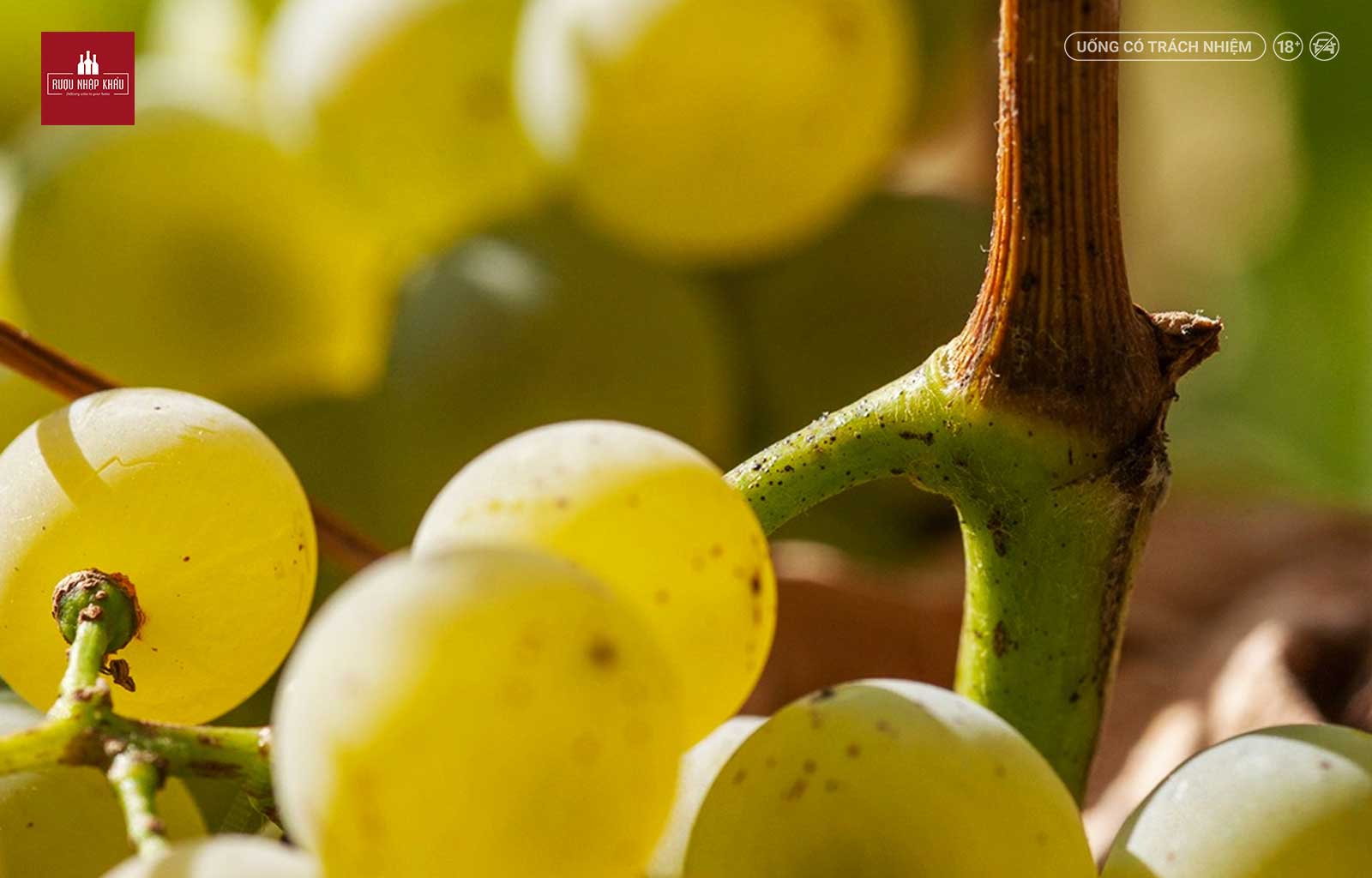 Thưởng thức hương vị rượu vang Ý Attems Sauvignon Blanc 2