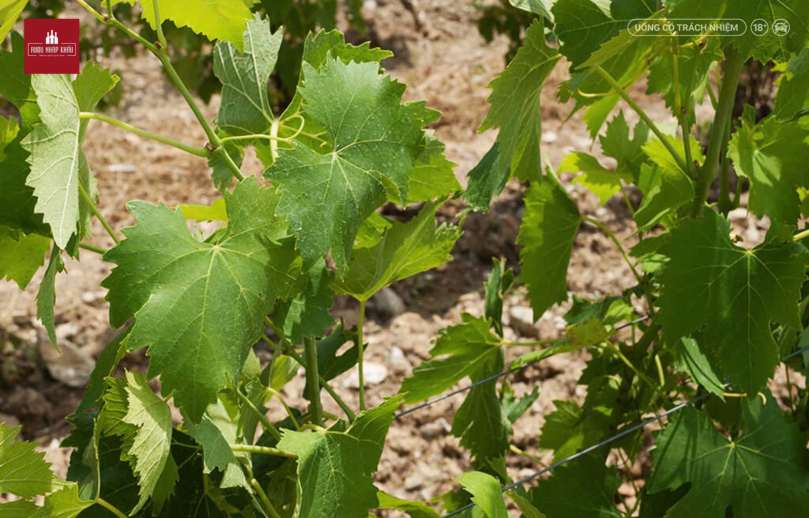 Thưởng thức hương vị tuyệt vời của rượu vang Campo Ai Sassi Rosso di Montalcino DOC 1