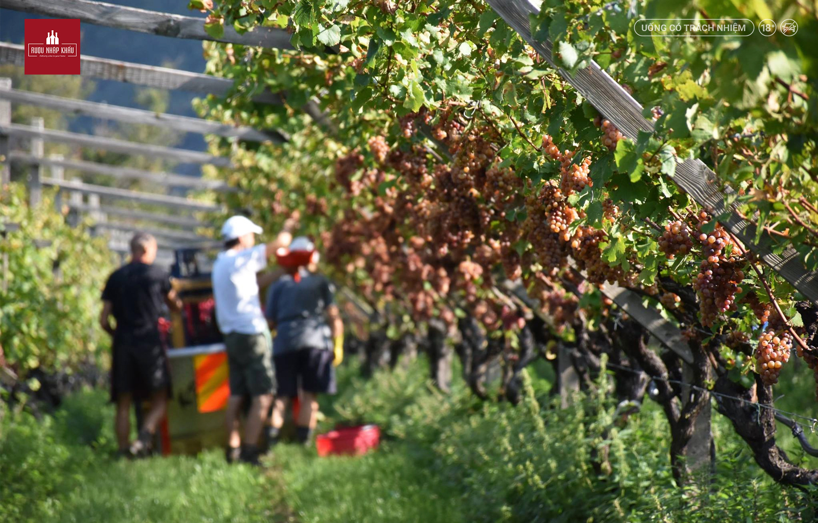 Tìm hiểu chi tiết về rượu vang đỏ Mezzacorona Pinot Noir 1