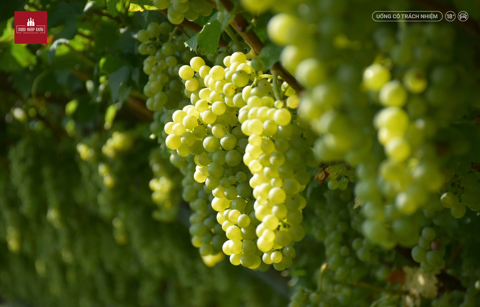 Tìm hiểu loại nho làm nên rượu vang trắng Mezzacorona Sauvignon Blanc 1