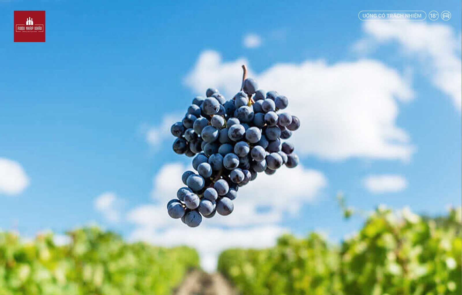 Tìm hiểu quy trình sản xuất rượu vang đỏ Remole Toscana Pater 1