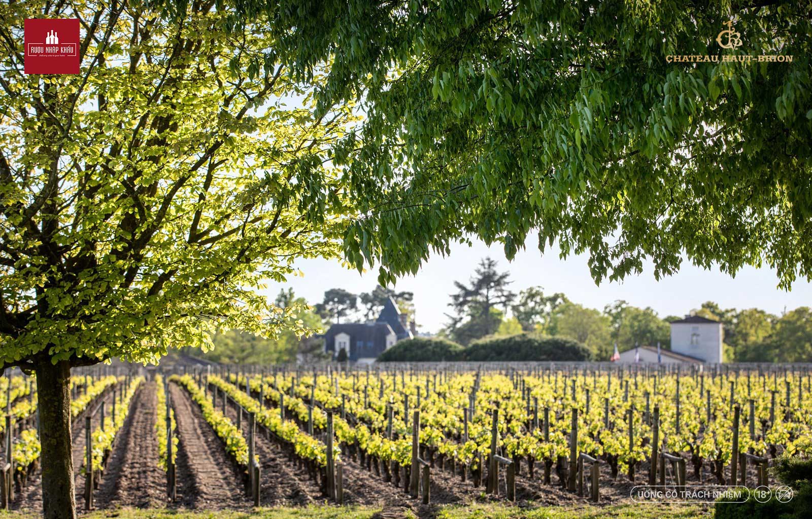 Tìm Hiểu Về Chateau Haut Brion – Hãng Rượu Vang Hàng Đầu Nước Pháp 1