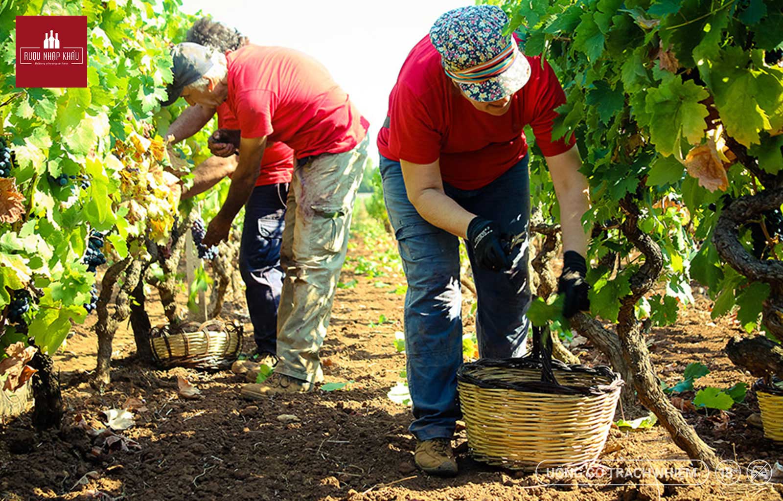 Tìm hiểu về giống nho và rượu vang đỏ Talò Malvasia Nera 2