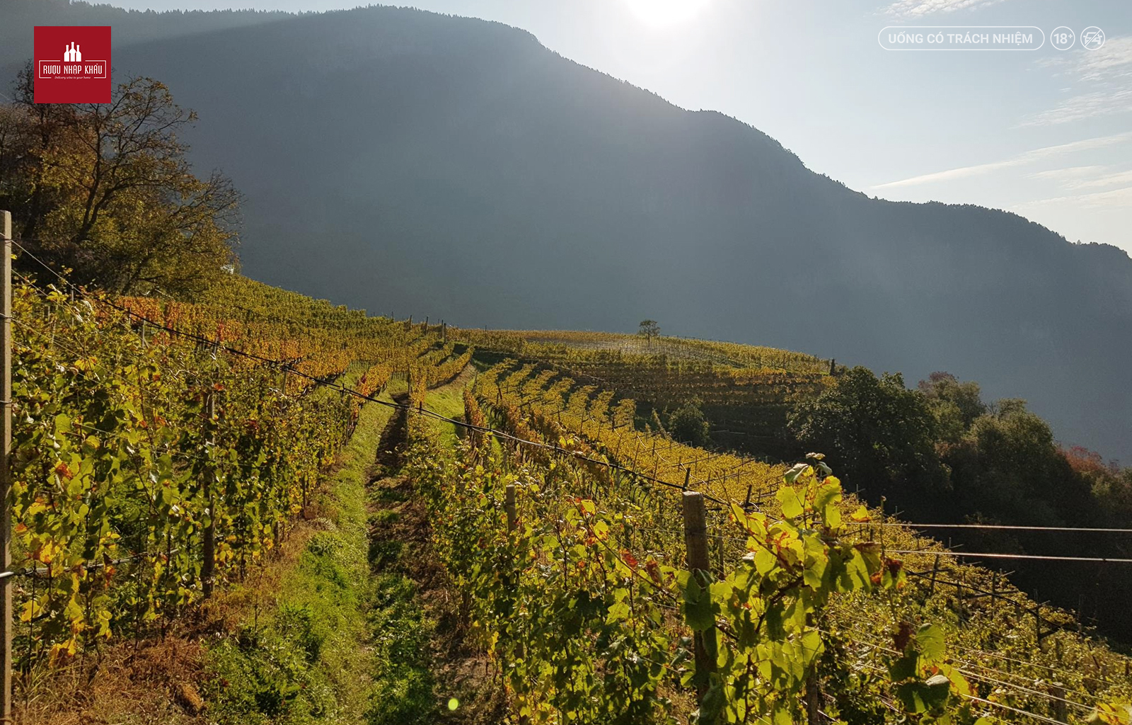 Tìm hiểu về rượu vang Ý cao cấp Terlano Quarz Sauvignon Blanc 1