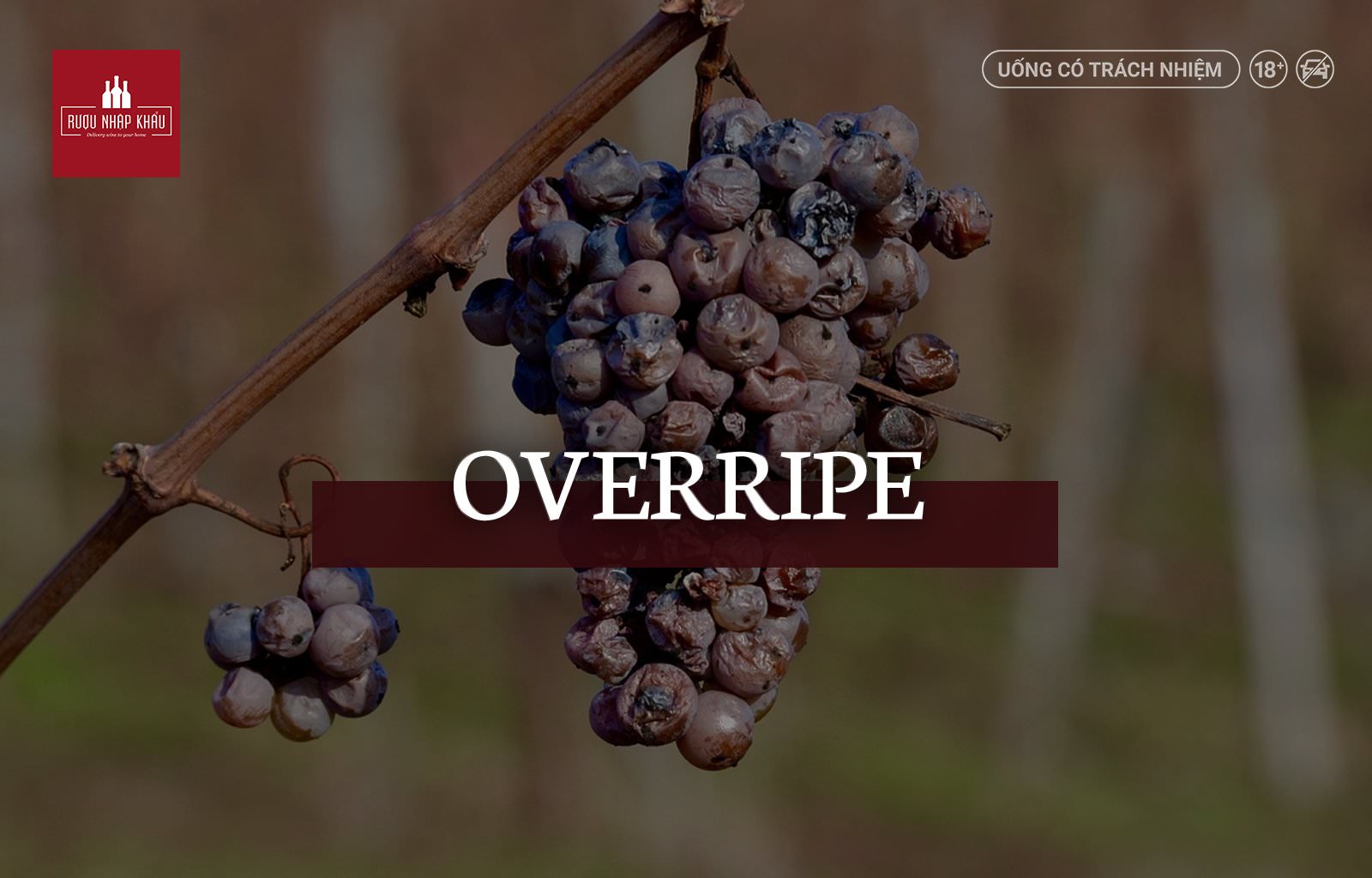Tổng hợp những thuật ngữ rượu vang bắt đầu bằng chữ O - Overripe