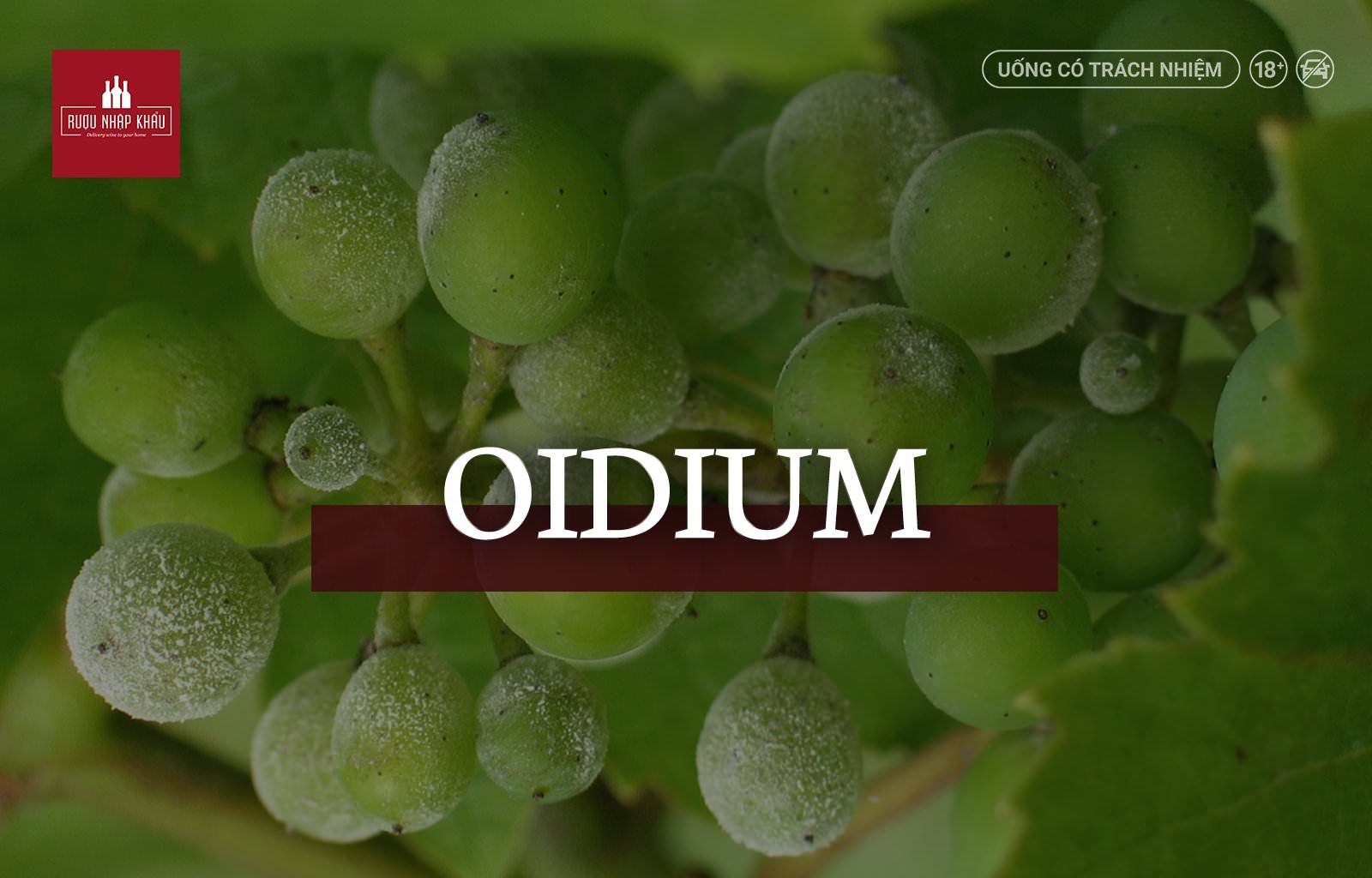 Tổng hợp những thuật ngữ rượu vang bắt đầu bằng chữ O - Oidium