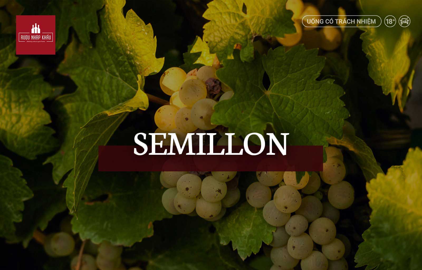 Tổng hợp những thuật ngữ rượu vang bắt đầu bằng chữ S Semillon