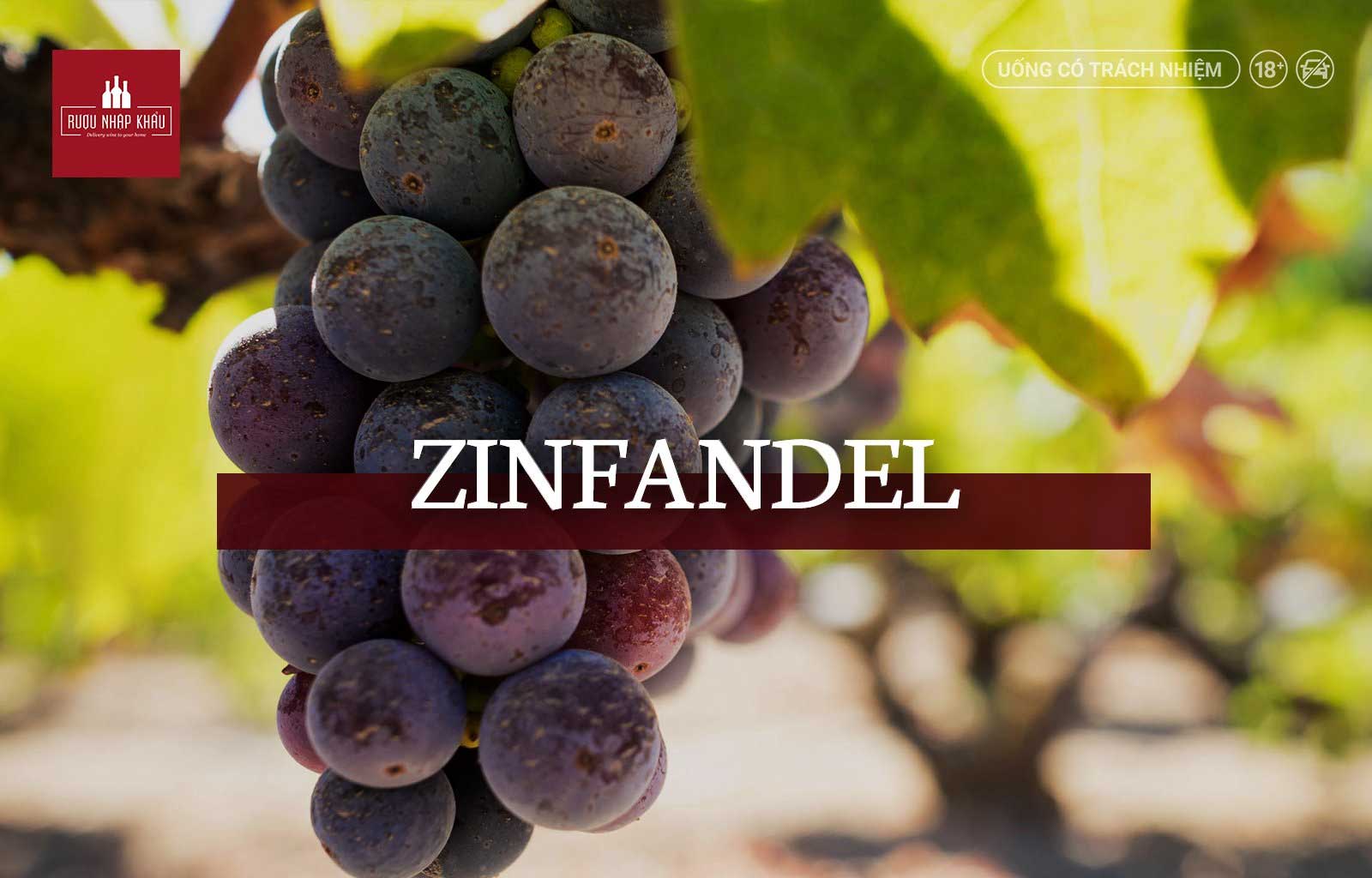 Tổng hợp những thuật ngữ rượu vang bắt đầu bằng chữ W, Y và Z - Zinfandel