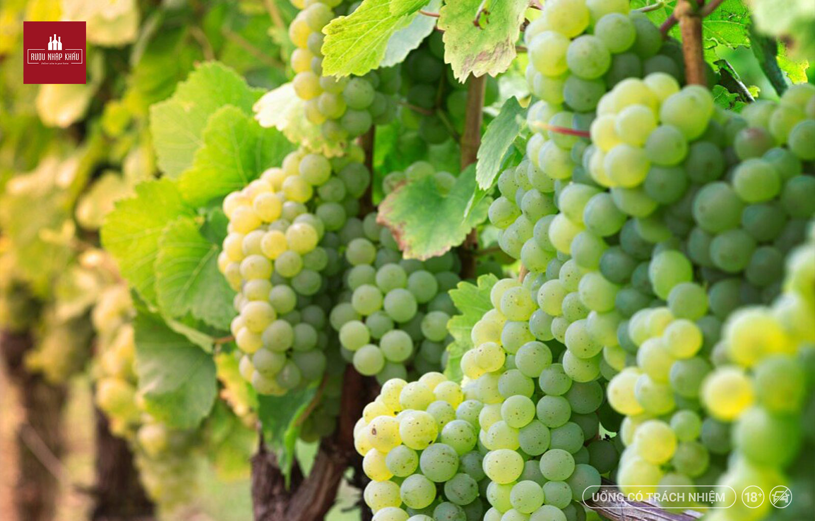 Top 6 giống nho phổ biến nhất để sản xuất rượu vang trắng 3 - Riesling