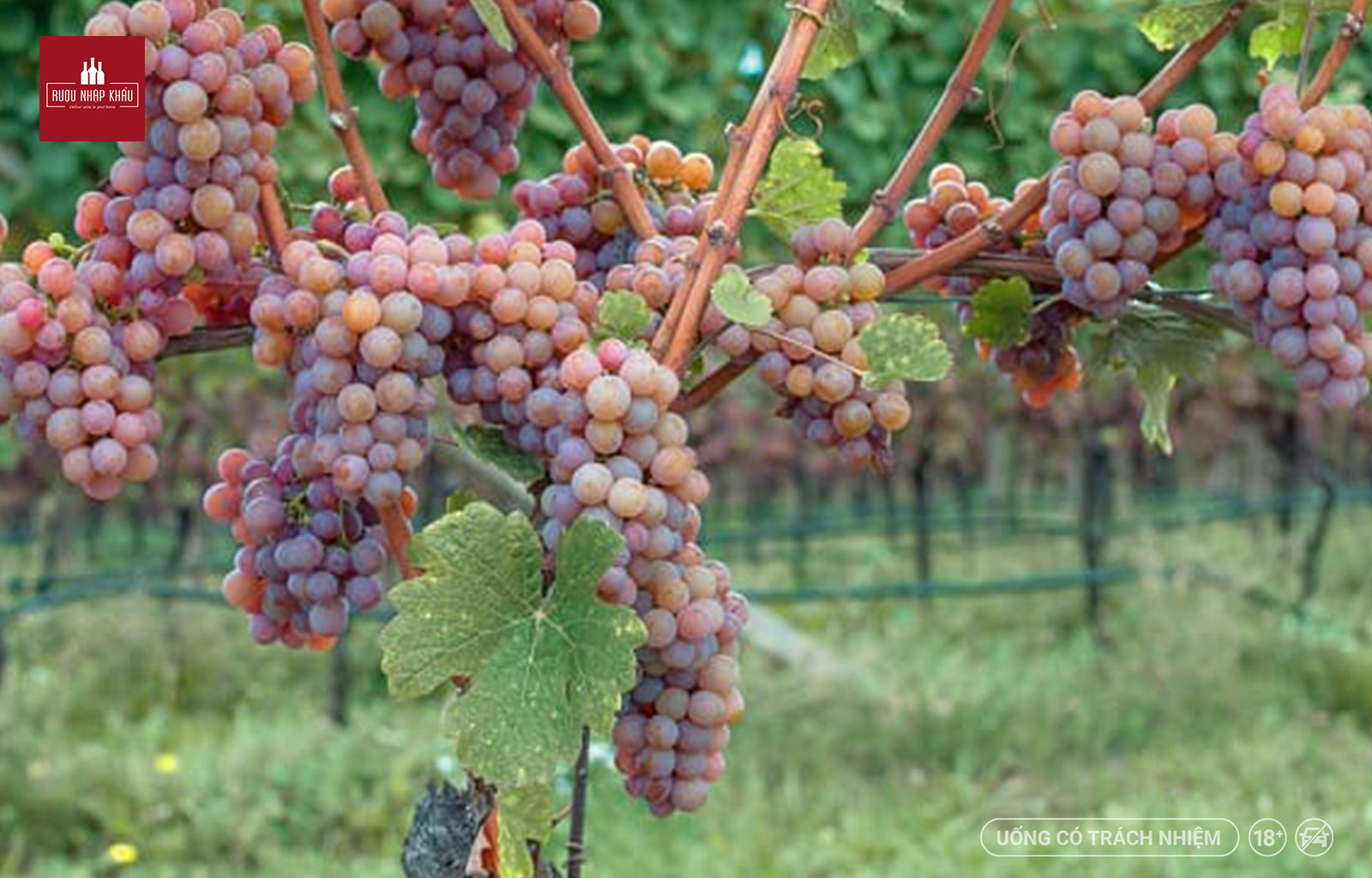 Top 6 giống nho phổ biến nhất để sản xuất rượu vang trắng 4 - Gewurztraminer