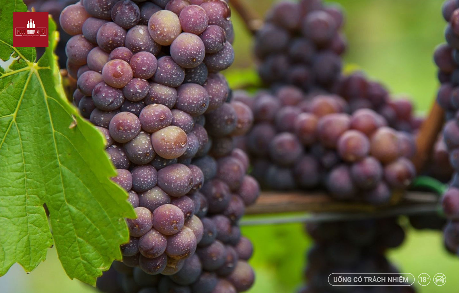 Top 6 giống nho phổ biến nhất để sản xuất rượu vang trắng 5 - Pinot Gris / Pinot Grigio