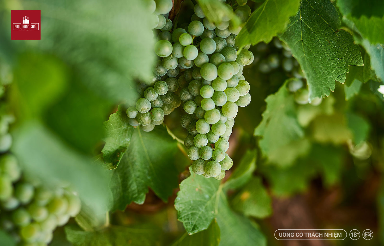 Top 6 giống nho phổ biến nhất để sản xuất rượu vang trắng 6 - Semillon
