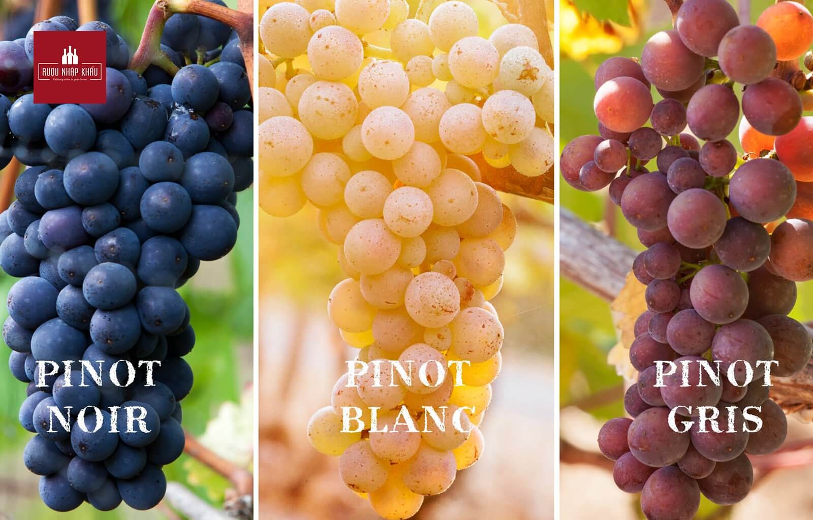 Các sắc thái rượu vang Pinot Grigio
