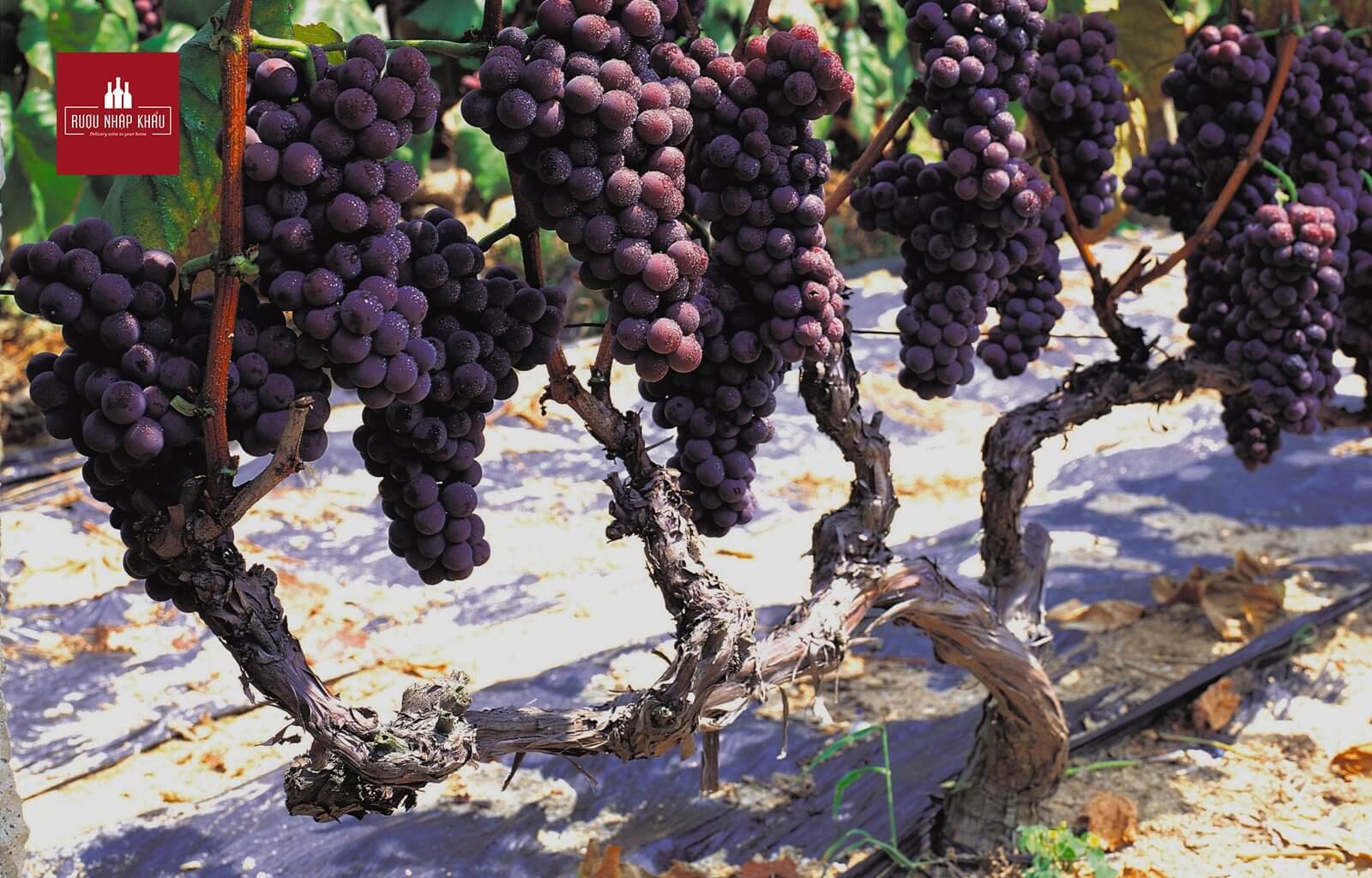 Nguồn gốc ra đời của giống nho Pinot Grigio