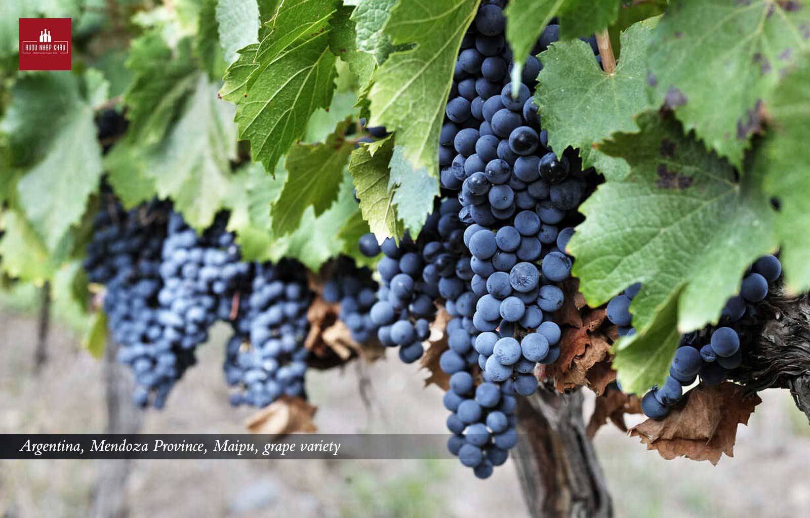 Wine Discovery: So Sánh Nho Malbec Pháp Và Nho Malbec Argentina 2