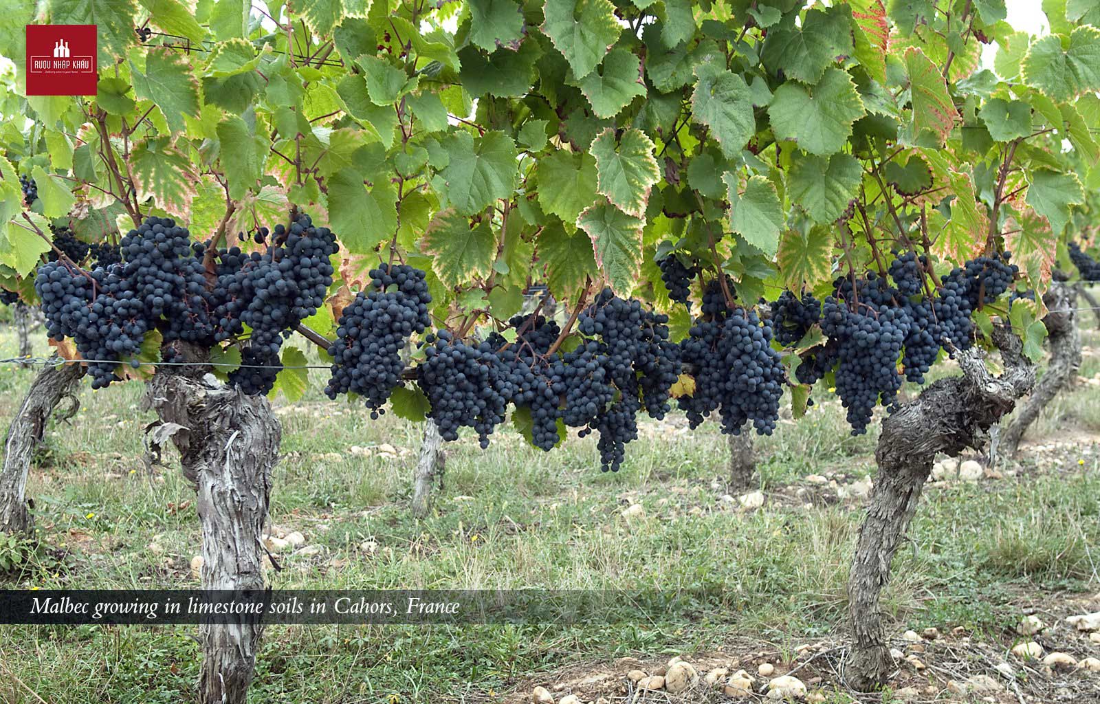 Wine Discovery: So Sánh Nho Malbec Pháp Và Nho Malbec Argentina