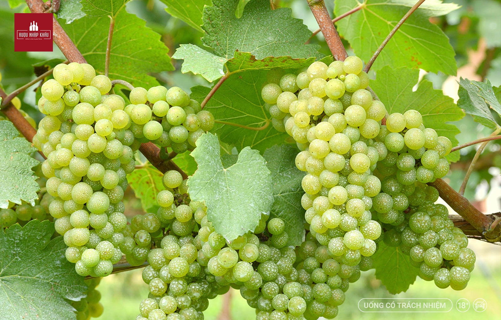Top 6 giống nho phổ biến nhất để sản xuất rượu vang trắng